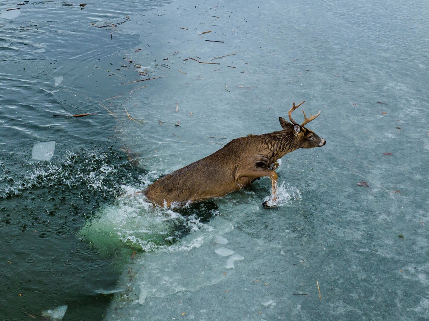 Firefighters rescue 4 point buck from partially frozen Lake Bemidji